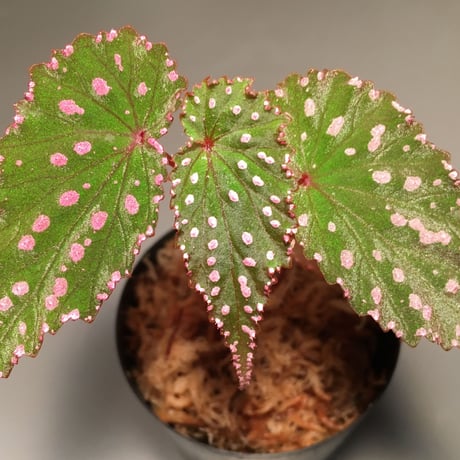 Begonia gracilicyma from Sumatera Barat [TB]