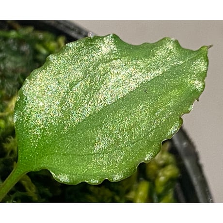 Homalomena 'Rec1-29' K0718-f1 [KZT]
