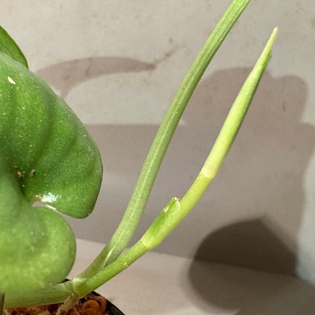 Scindapsus sp. from Pahang Malaysia
