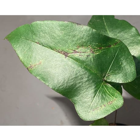 Hemionitis arifolia from Prachuap Khiri Khan Thailand