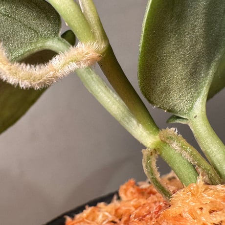 Scindapsus sp. "Dragon scale"