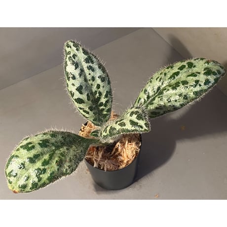 Primulina dryas from South China