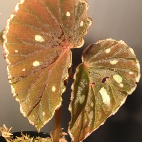 Begonia sp. from Sarawk [LA]