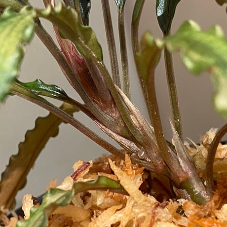 (大株) Bucephalandra sp. from "Mangat" [MF0417-2A] ①