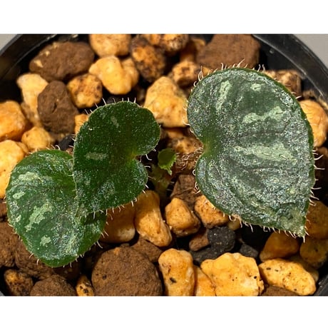 Begonia sp. from Cao Bang [YH251019] TK