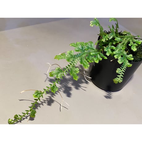 Selaginella sp. from Iquitos Peru [tanakay]