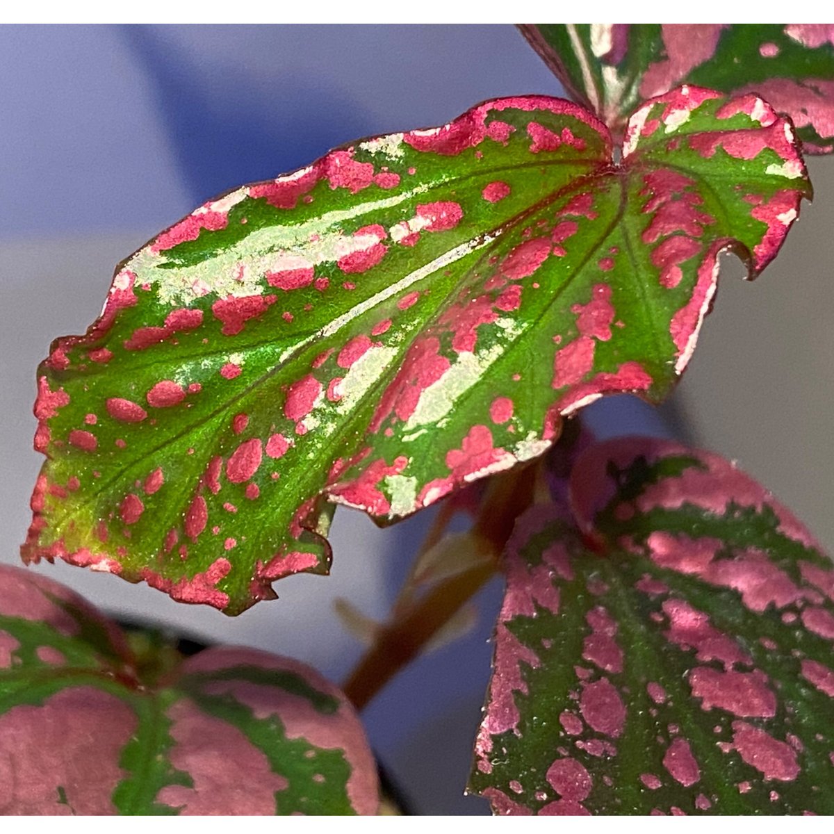 w*可様 19 S&P ベゴニア　ピンク斑入り　No ID ‘ピンクシュガー’ 19 S&P ベゴニア ピンク斑入り No ID 'ピンクシュガー' 9 ベゴニア NO