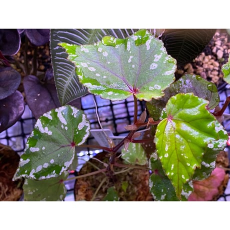 Begonia sp. from North Toraja [S0919-02] STRINGE PLANTS