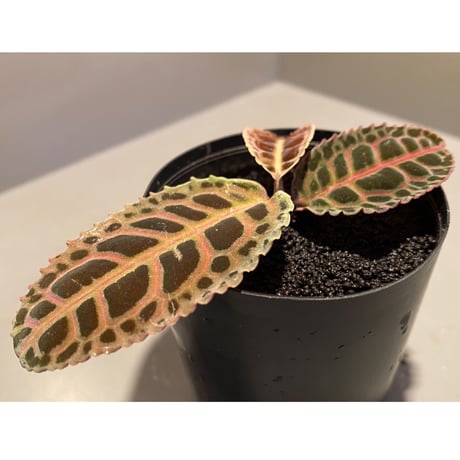 Labisia sp. from Riau sumatera [LA0815-01]