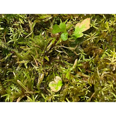 Moss from Ipoh State Malaysia