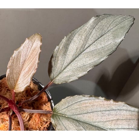 Homalomena sp. "Pink Velvet Long Leaf" from Kepulauan Riau