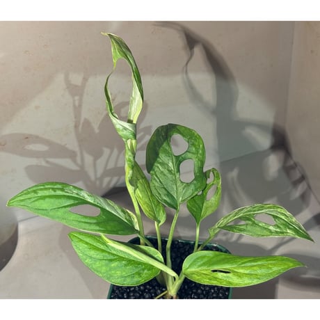 Monstera adansonii 'variegata'