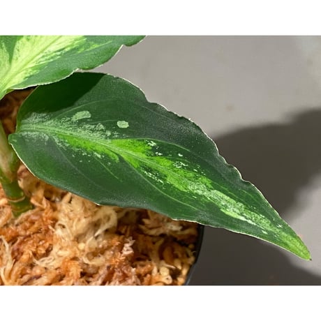 Aglaonema pictum GW1908 プレリュード"Padang sidempuan" [TB]