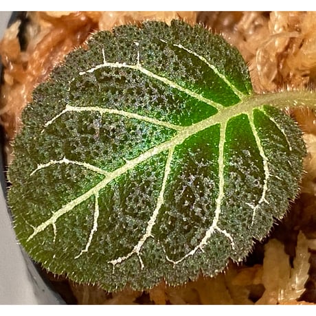 Pearcea hypocyrtiflora from Rio Napo Ecuador [tanakay] 赤葉脈