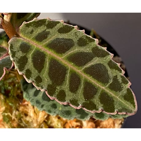 Emblemantha urnulata (Labisia sp.) from Riau sumatera [LA0815-01]
