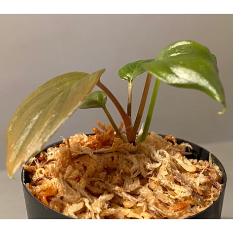 Homalomena sp. "Black Velvet" from Kepulauan Riau [KN]