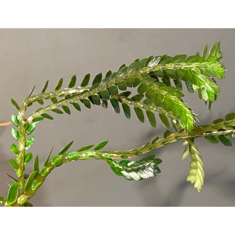 Selaginella sp. from Pase Panjang Myanmar