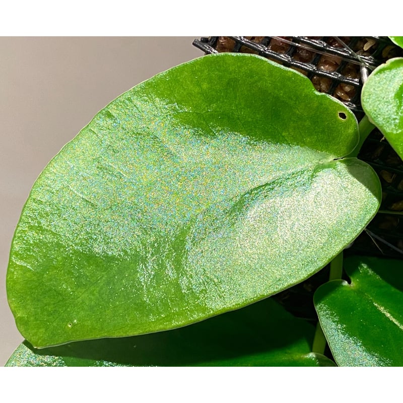 熱帯植物: Rhaphidophora sp. Kpg. Lui Muda 熱帯植物: Rhaphidophora sp. Kpg. Lui Muda その他観葉植物