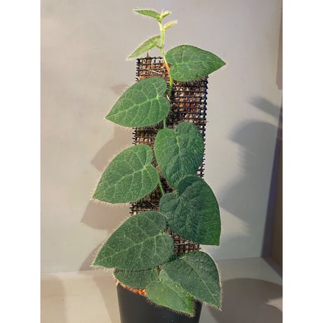 Ficus sp. from Selangor