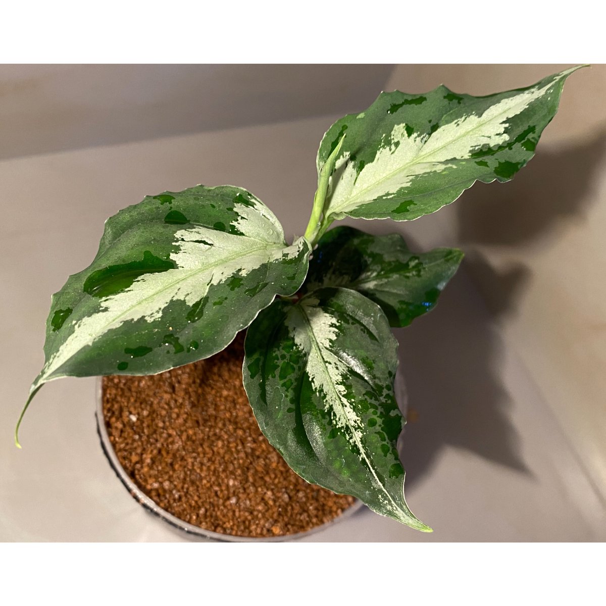 LA便 アグラオネマ ピクタム Aglaonema pictum【LA0915-z-s-00 