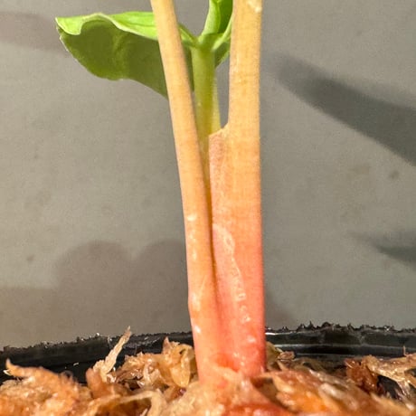 Homalomena sp. "Lingga-4 type GR 超赤軸" from Pulau Lingga [HW0622-5.5]