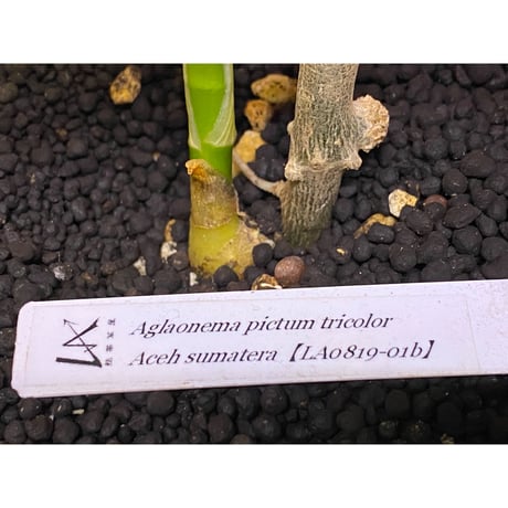 Aglaonema pictum tricolor from Aceh sumatera [LA0819-01b]