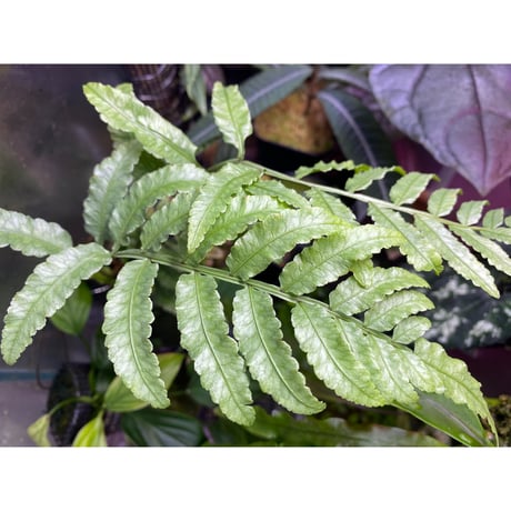 Unknown from Iquitos Peru [tanakay]
