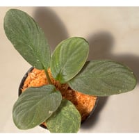 Homalomena sp. from Riau sumatera