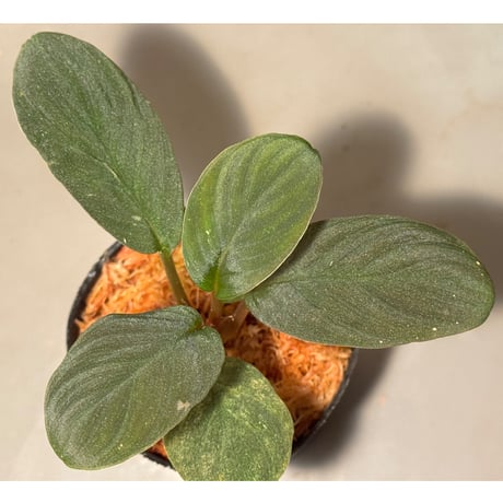 Homalomena sp. from Riau sumatera