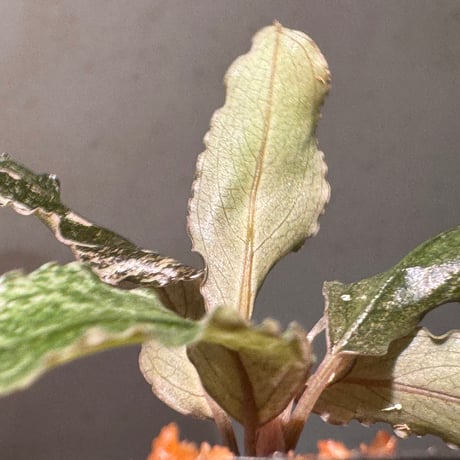 Bucephalandra sp. "Pink Variegata"