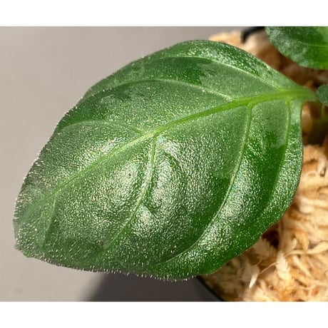 Gymnostachyum sp. from Aceh sumatera [LA1116-02]