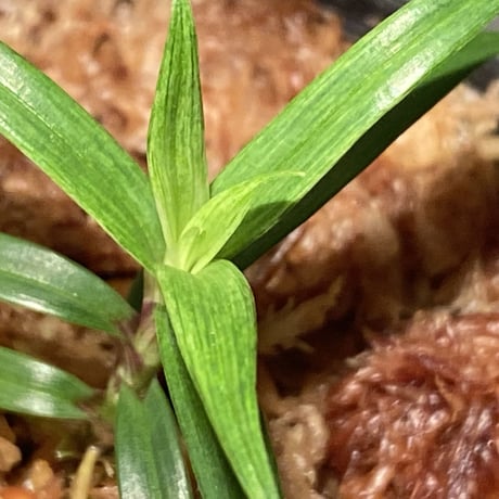 Freycinetia sp. "Muara wahau" Kalimantan timur [TB]