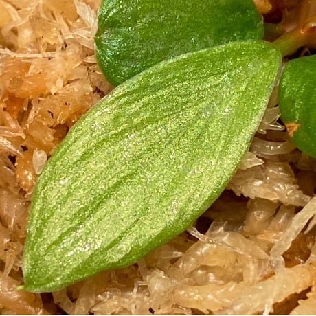 Homalomena sp. [LA0317-z-r]