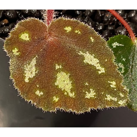 Begonia sp. from Cao Bang [YH050519] TK