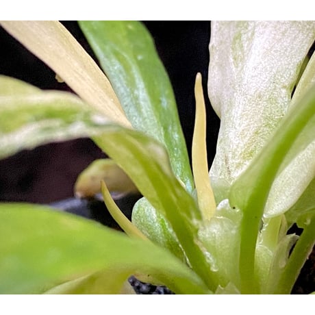 Schismatoglottis sp. "初霜錦" from Murung raya [LA0515-05]