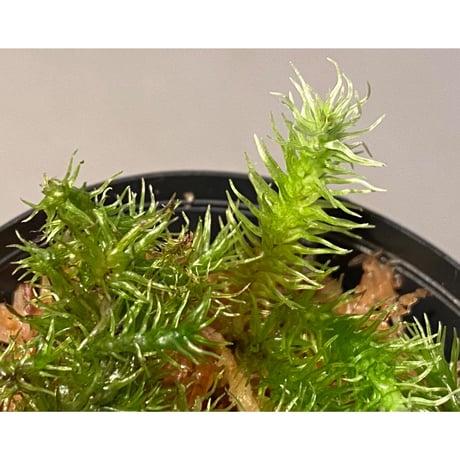 Moss "Sumatra utara" Sumatra [TB] ②