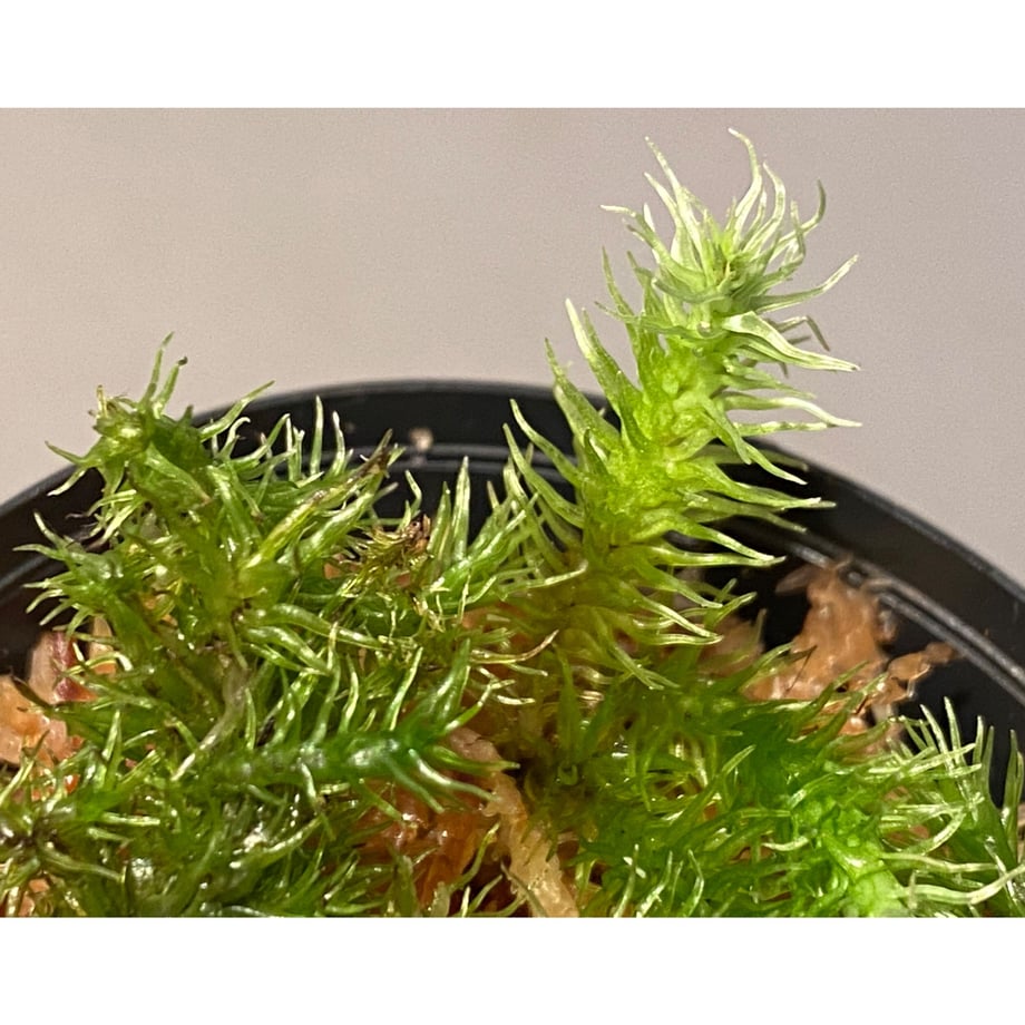 62d00eb2d19123082c11fcc8