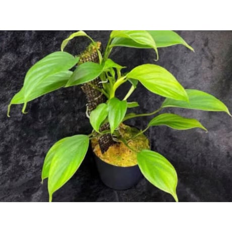 Philodendron sp. from Iquitos Peru [tanakay]