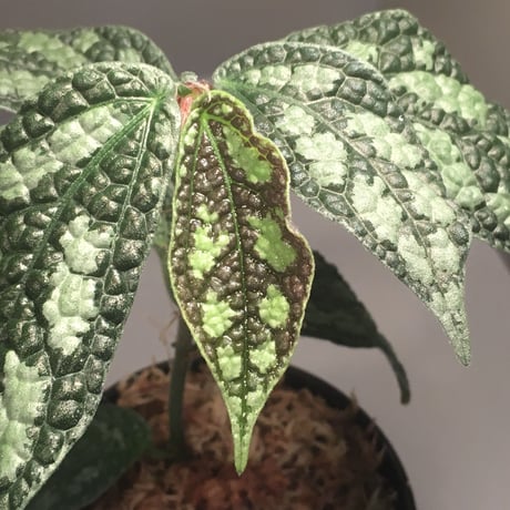 Elatostema sp. (Sri Lanka) ?