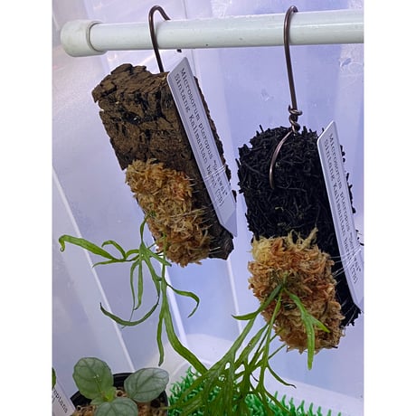 Microsorum pteropus "Serawai" Sintang Kalimantan barat [TB] ①