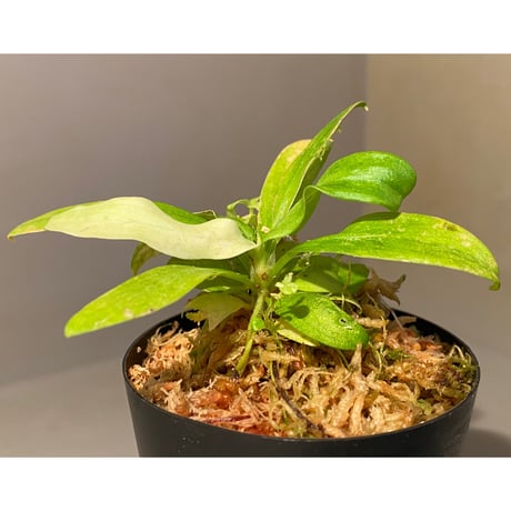 Schismatoglottis sp. "初霜錦" from Murung raya [LA0515-05]