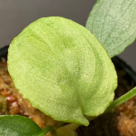 Homalomena sp. "銀A" from Cameron Highland [TK160116]