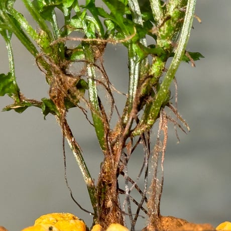 Bolbitis sp. from Siberut [LA 2012年]