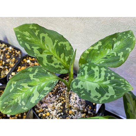 Aglaonema pictum 白モザイク CW1302 西スマトラ [TB]