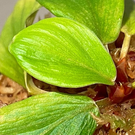 Homalomena sp. [LA0317-z-r]