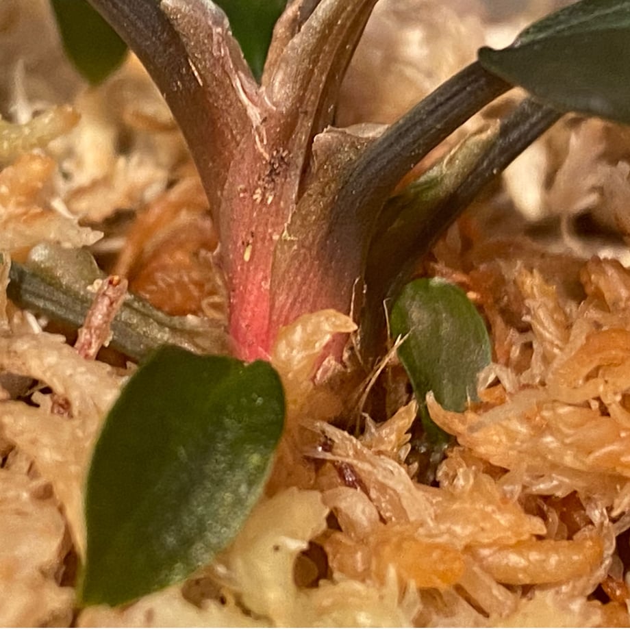 630dd085e5b11773ac98377c