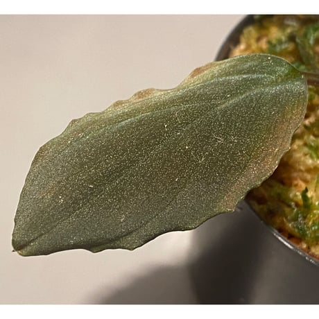 Homalomena sp. Red "Sabah-6" [R0515-03a]