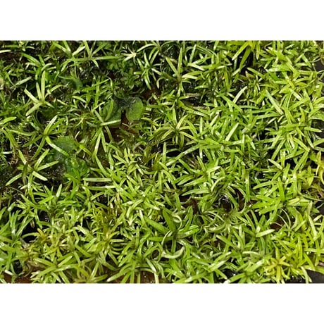 Moss from Ipoh State Malaysia