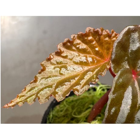 Begonia sp. from North Sumatera
