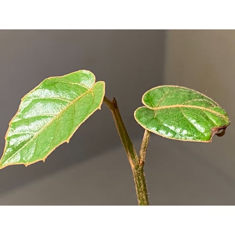 Pterisanthes sp. from Sabah-1 [R0515-01a]